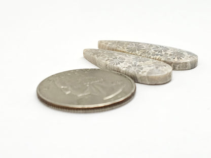 Fossilized Coral Agate Pair