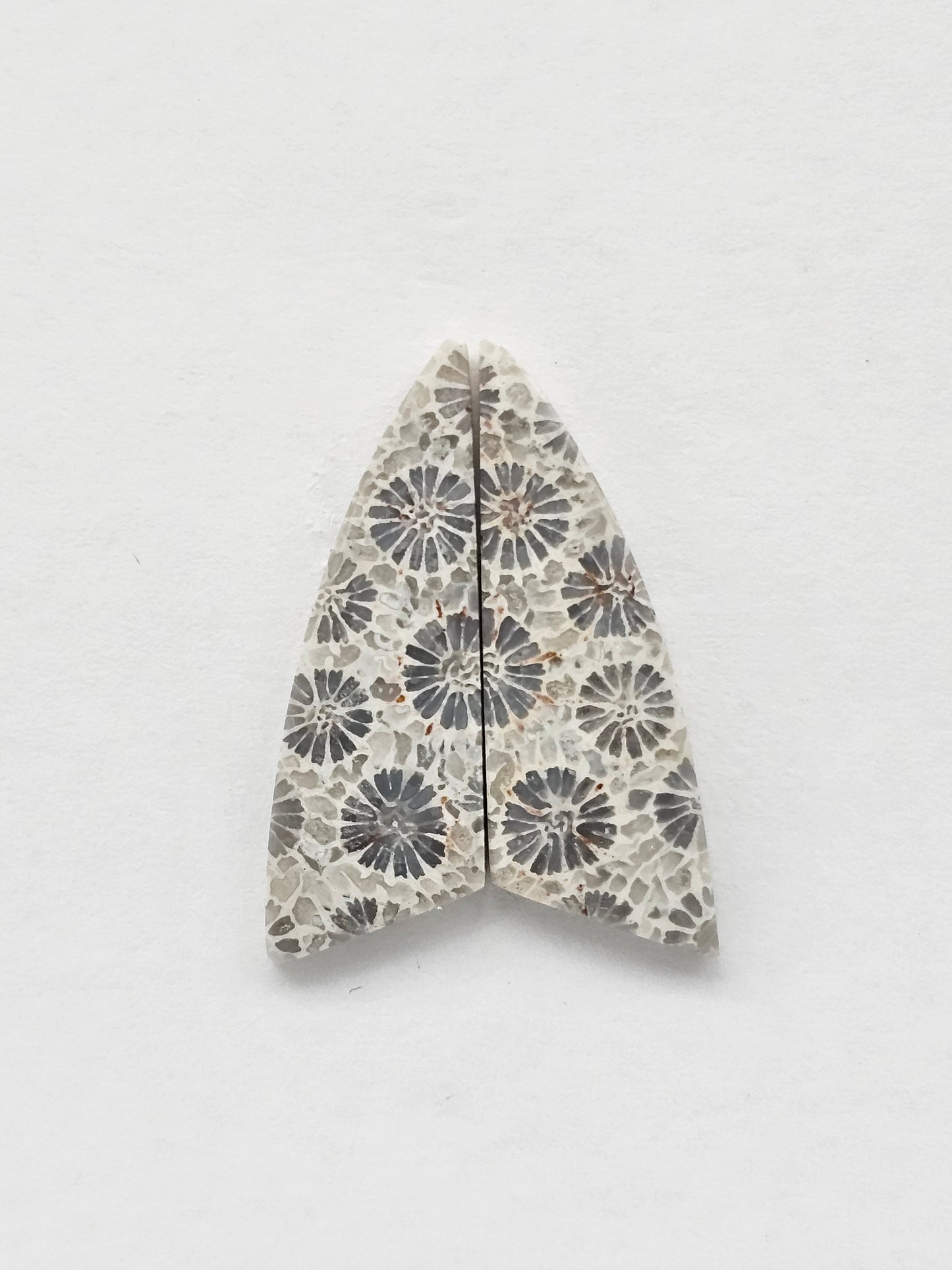 Fossilized Coral Agate Pair