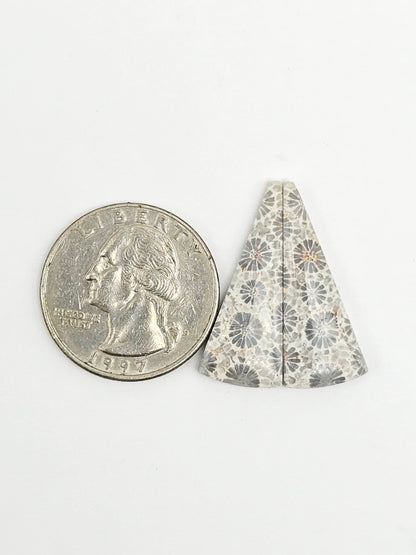 Fossilized Coral Agate Pair