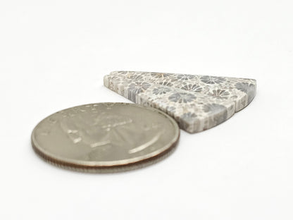 Fossilized Coral Agate Pair