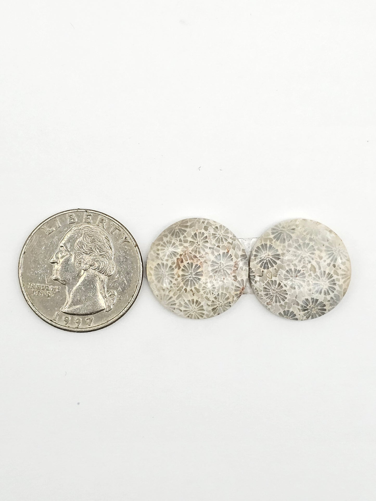 Fossilized Coral Agate Pair