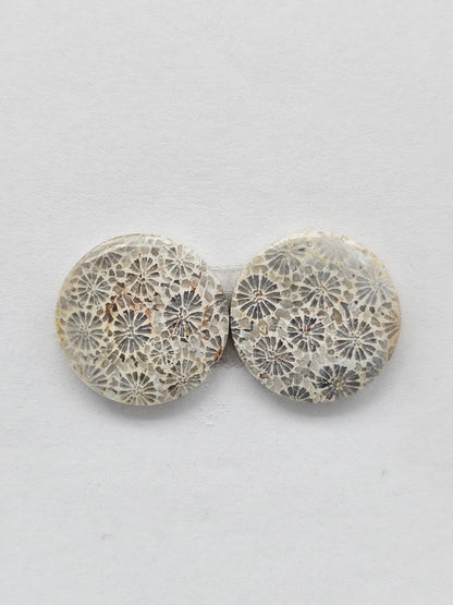 Fossilized Coral Agate Pair