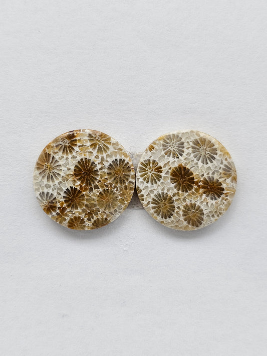 Fossilized Coral Agate Pair