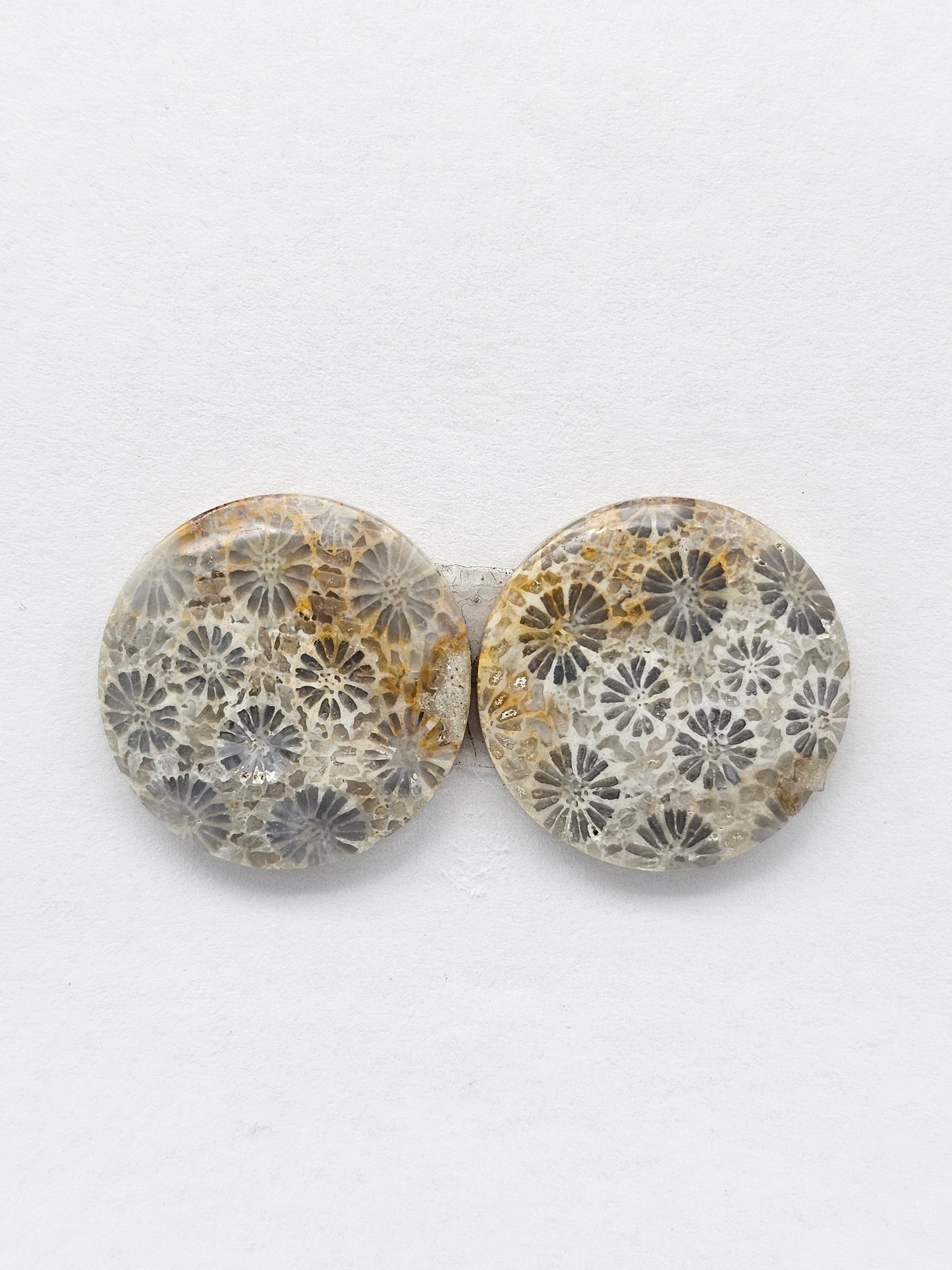 Fossilized Coral Agate Pair