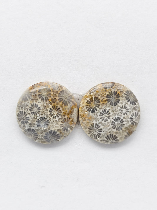 Fossilized Coral Agate Pair