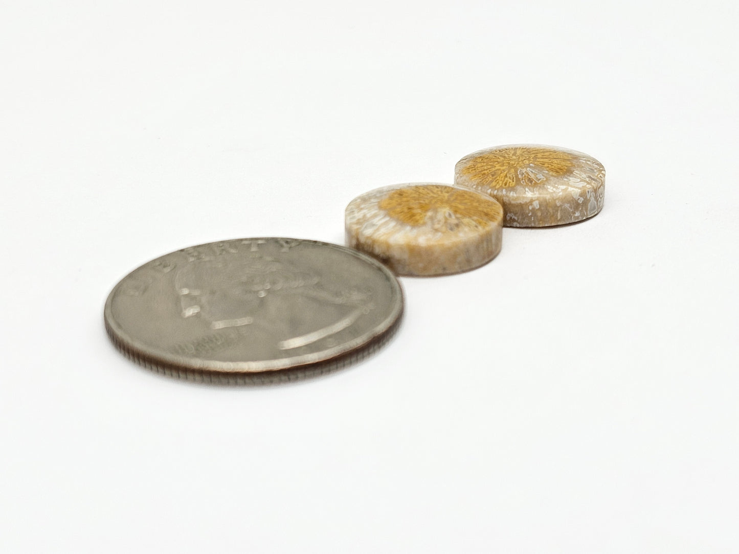 Fossilized Coral Agate Pair