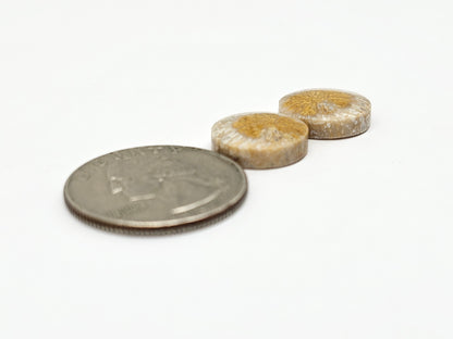 Fossilized Coral Agate Pair