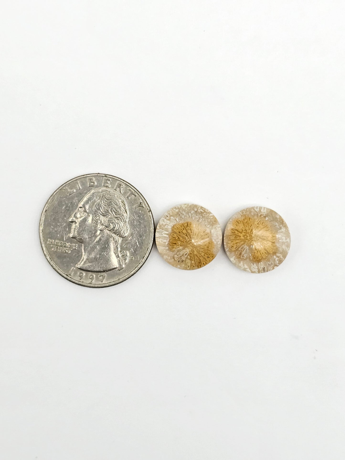 Fossilized Coral Agate Pair