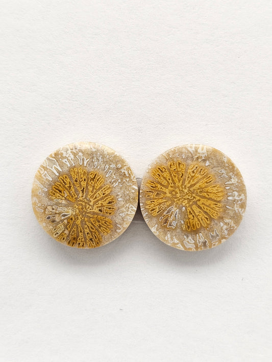 Fossilized Coral Agate Pair