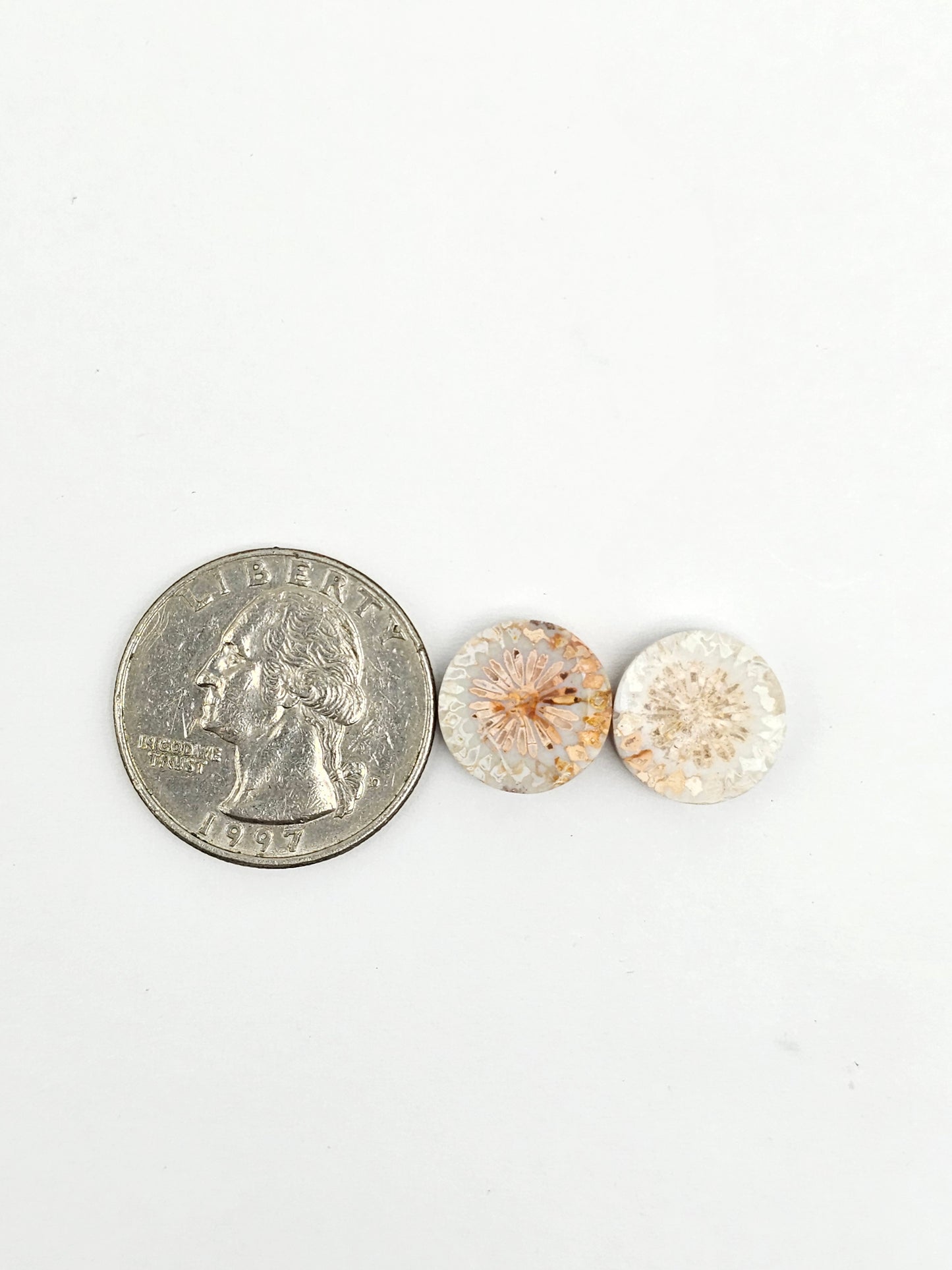 Fossilized Coral Agate Pair