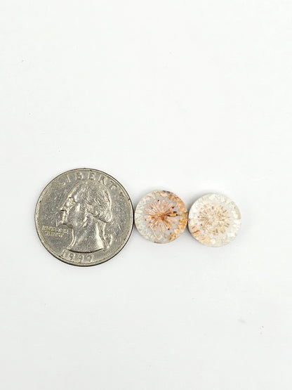 Fossilized Coral Agate Pair