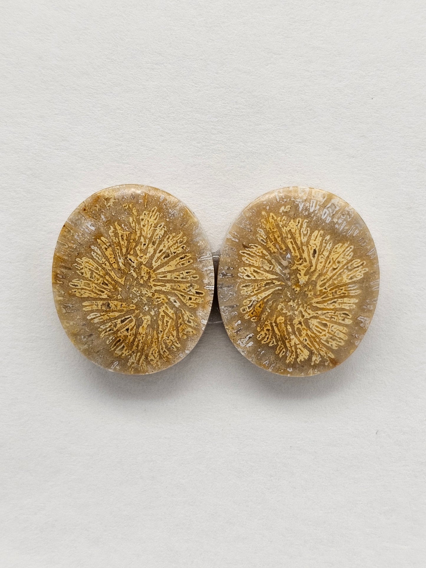 Fossilized Coral Agate Pair