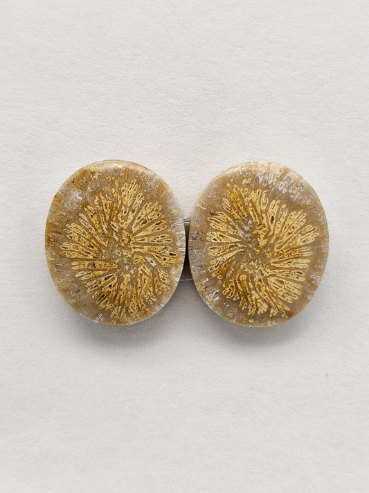 Fossilized Coral Agate Pair