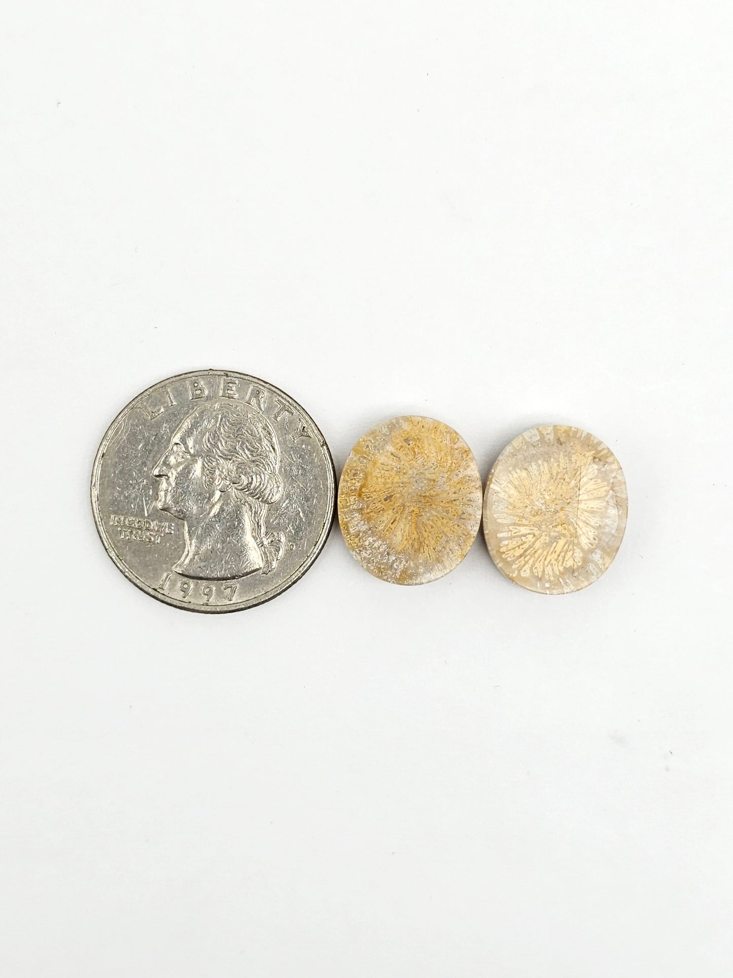 Fossilized Coral Agate Pair