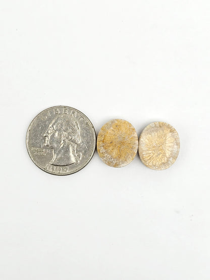 Fossilized Coral Agate Pair