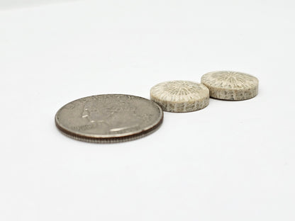 Fossilized Coral Agate Pair