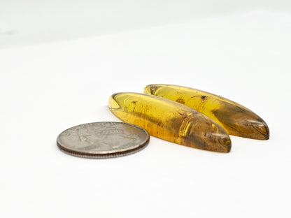 Amber authentic cabochon pair large