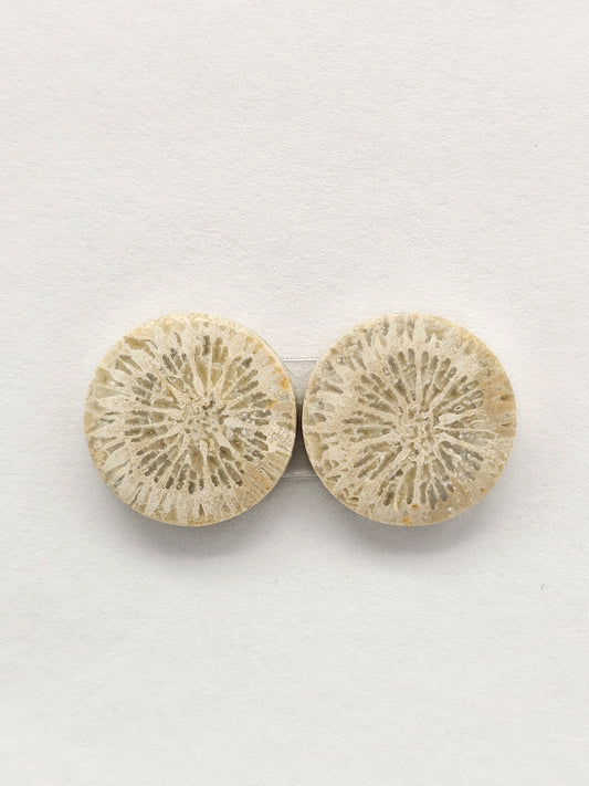 Fossilized Coral Agate Pair