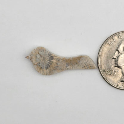 Fossilized Coral Bird Cabochon