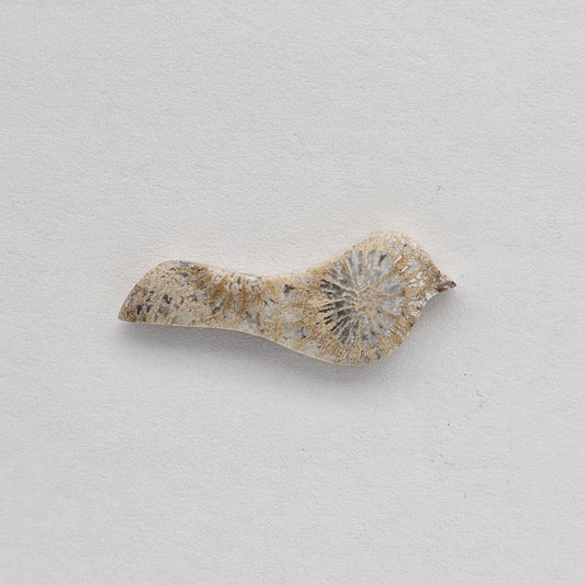 Fossilized Coral Bird Cabochon
