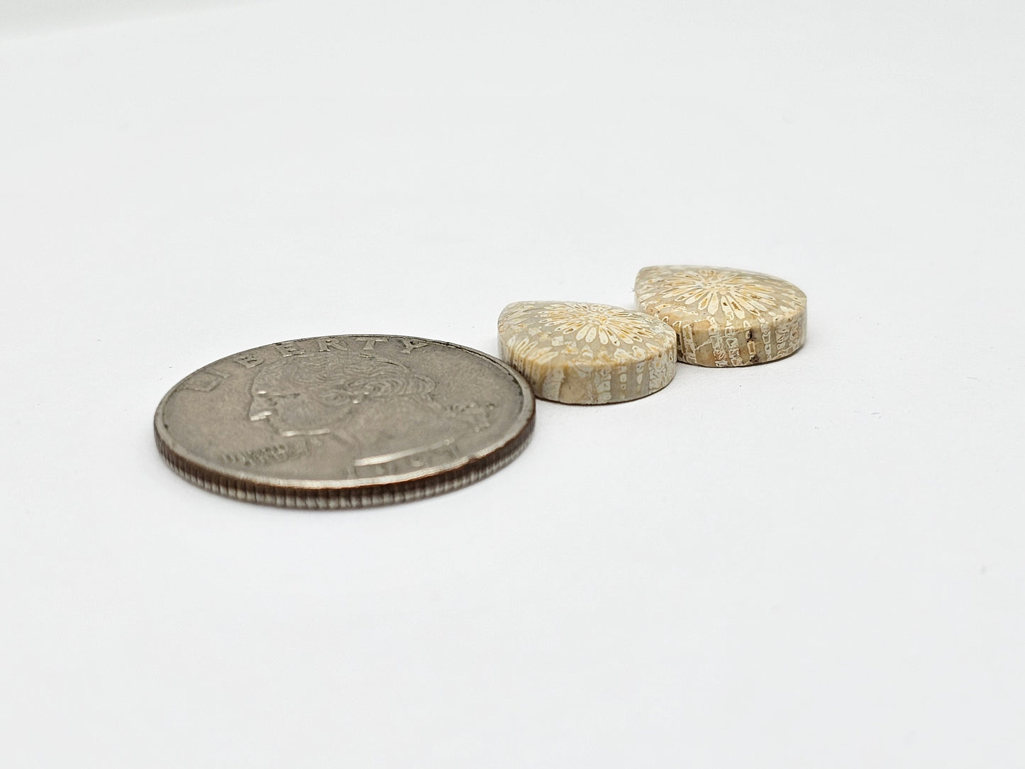 Fossilized Coral Agate Pair