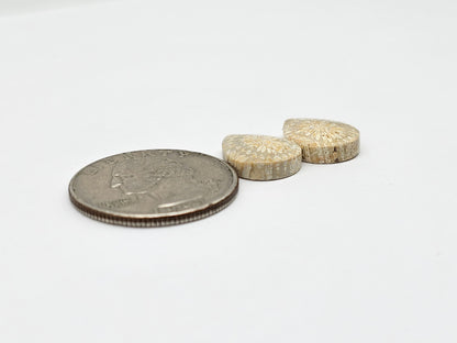 Fossilized Coral Agate Pair