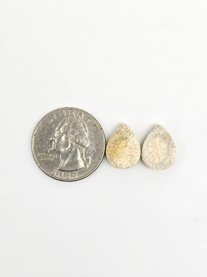 Fossilized Coral Agate Pair