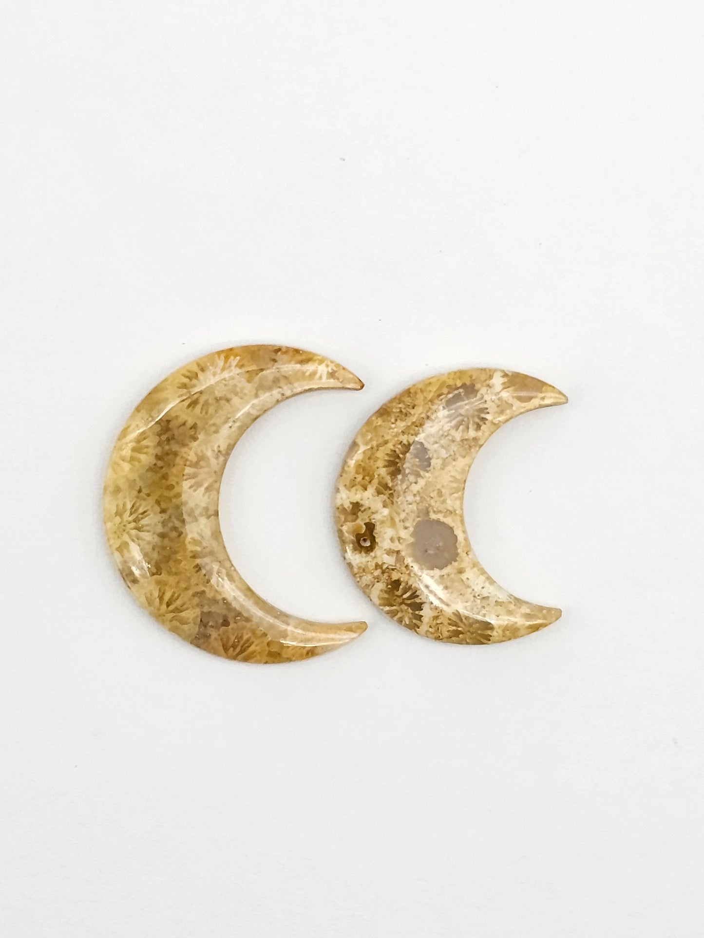 Fossilized Coral Moon Set