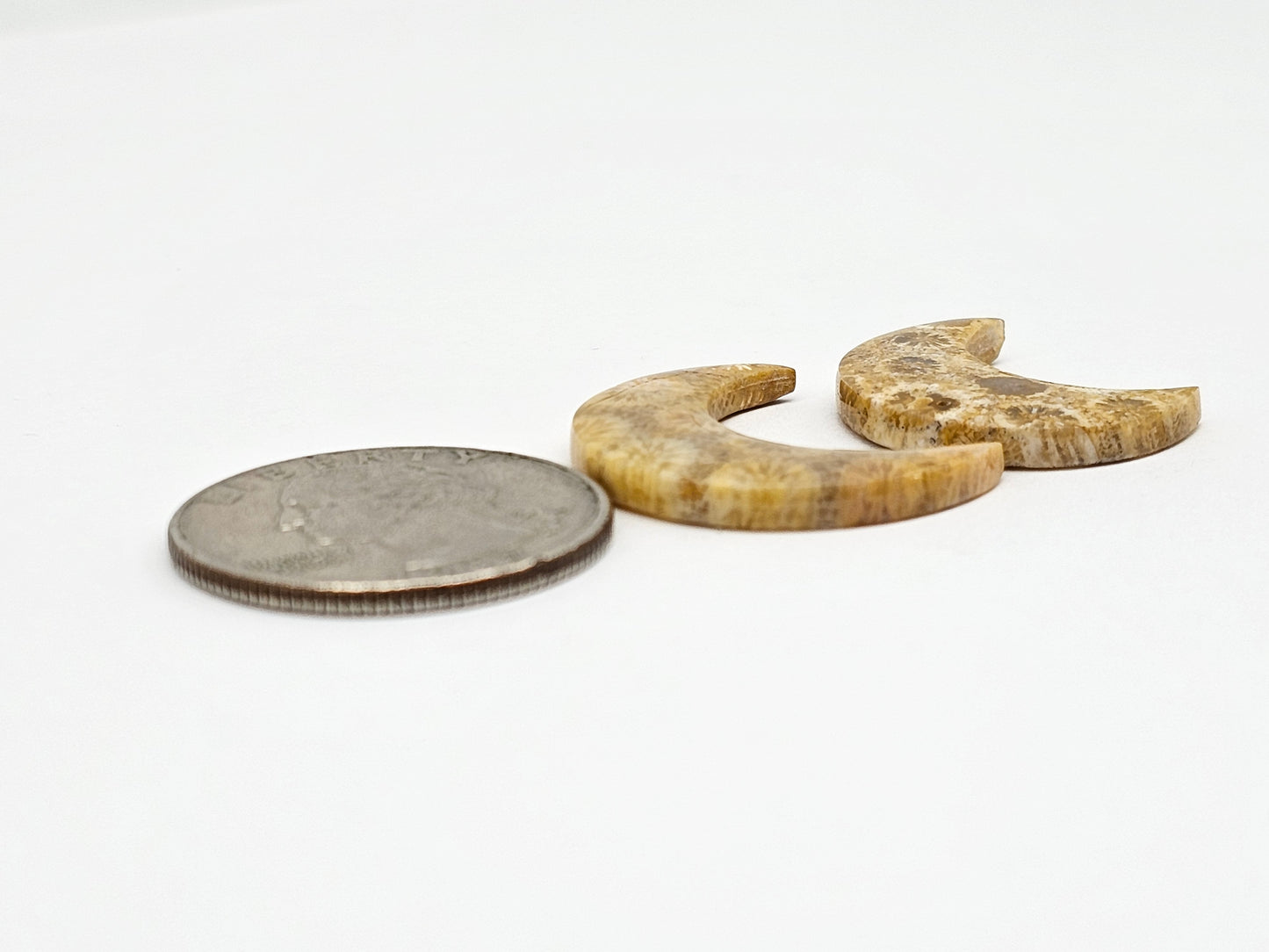 Fossilized Coral Moon Set