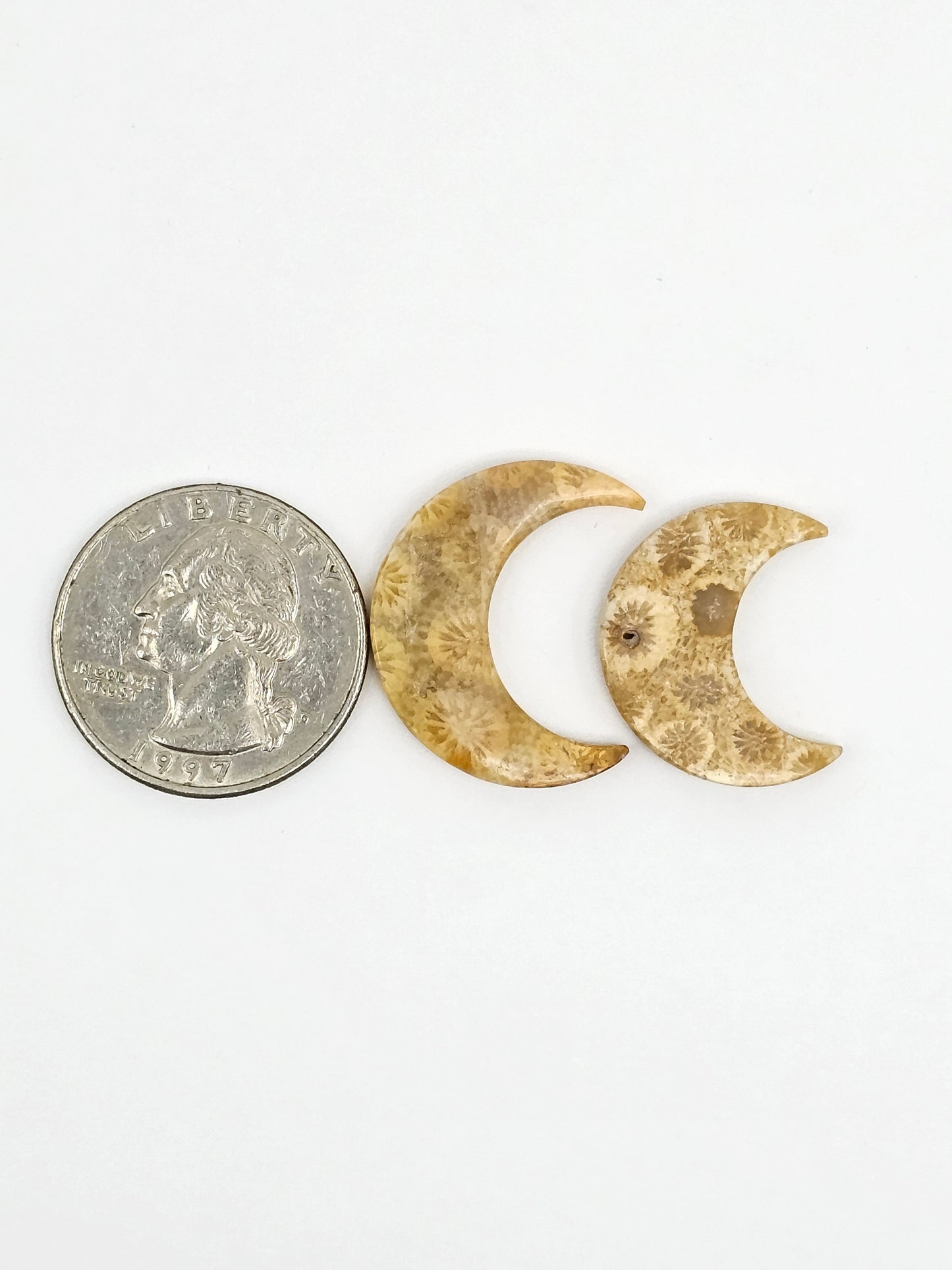 Fossilized Coral Moon Set