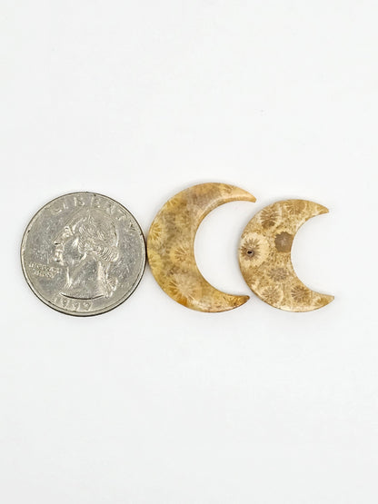 Fossilized Coral Moon Set