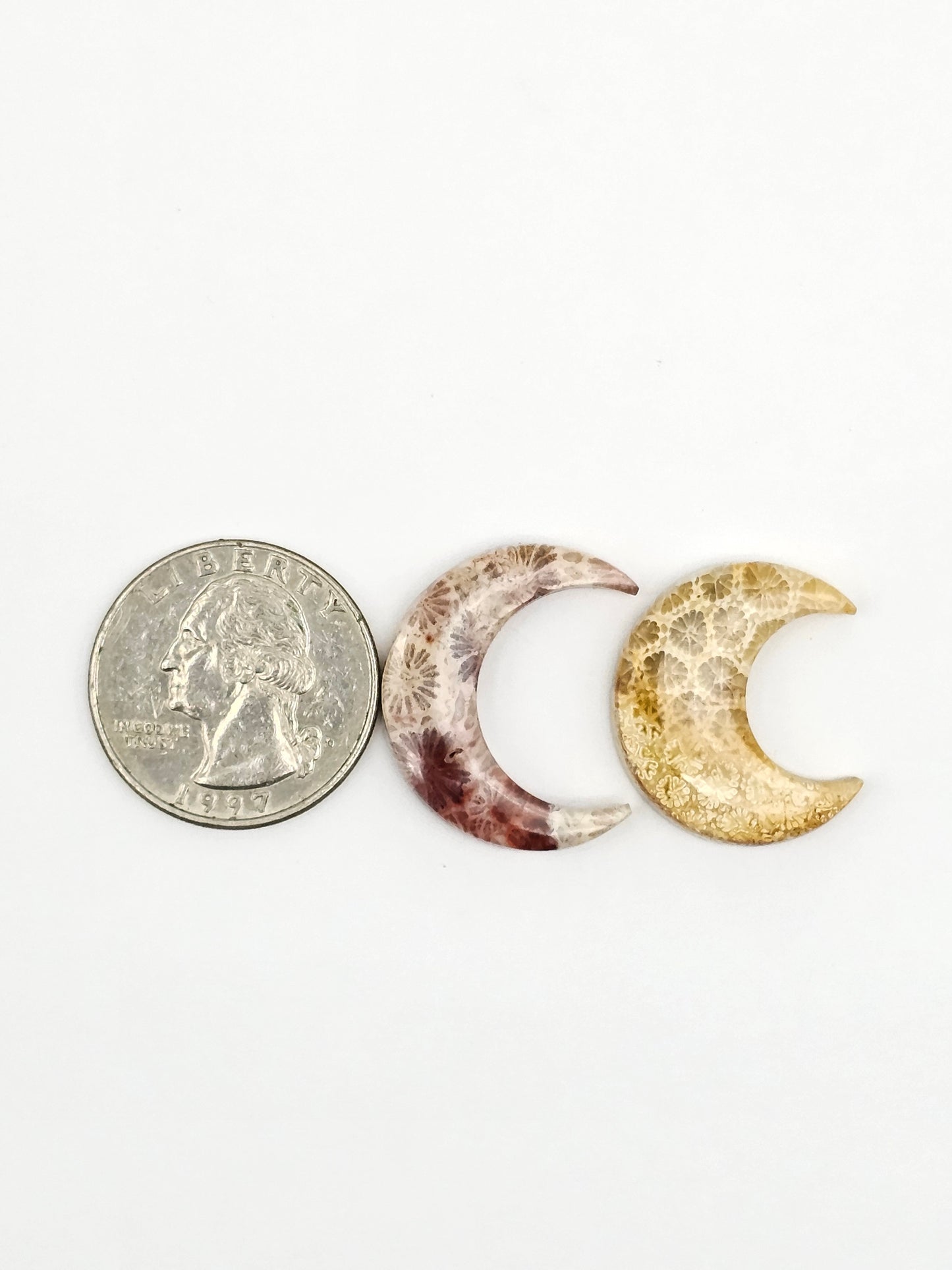 Fossilized Coral Moon Set