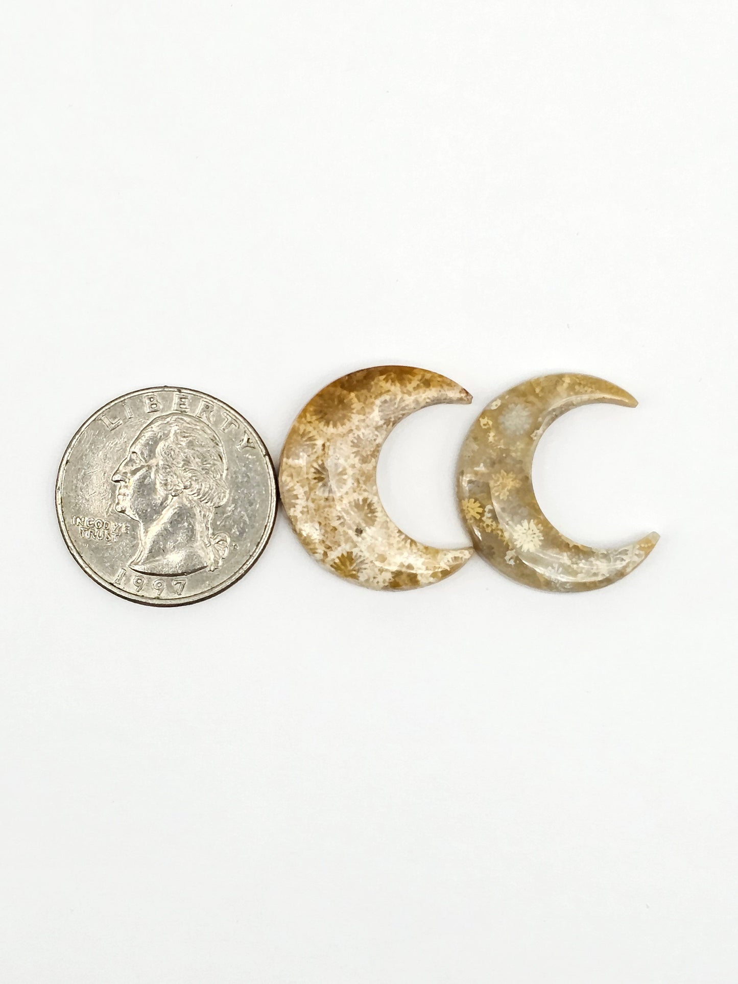 Fossilized Coral Moon Set