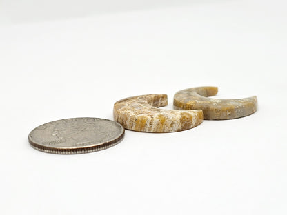 Fossilized Coral Moon Set