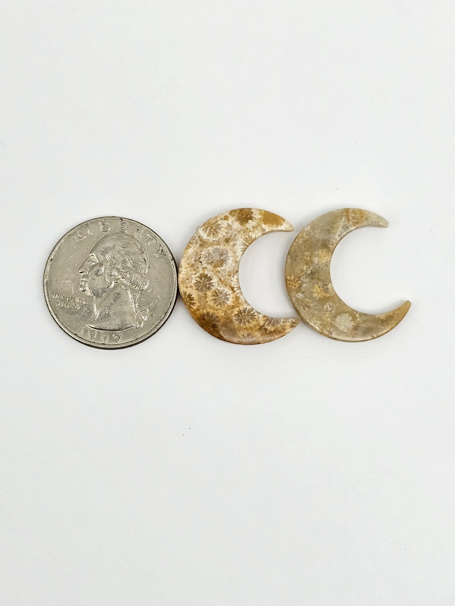 Fossilized Coral Moon Set