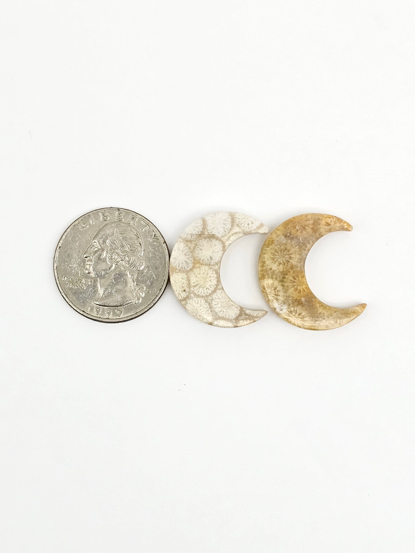 Fossilized Coral Moon Set
