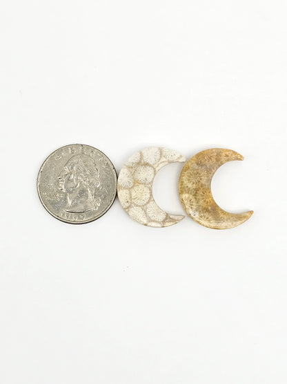Fossilized Coral Moon Set