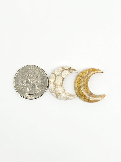 Fossilized Coral Moon Set