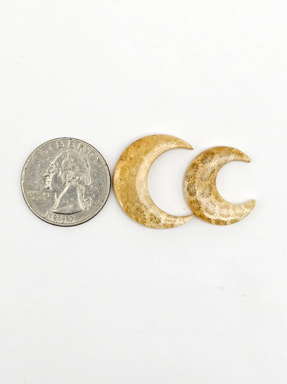 Fossilized Coral Moon Set