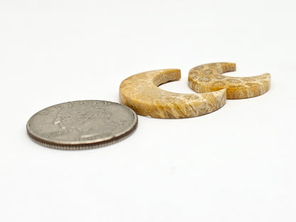 Fossilized Coral Moon Set