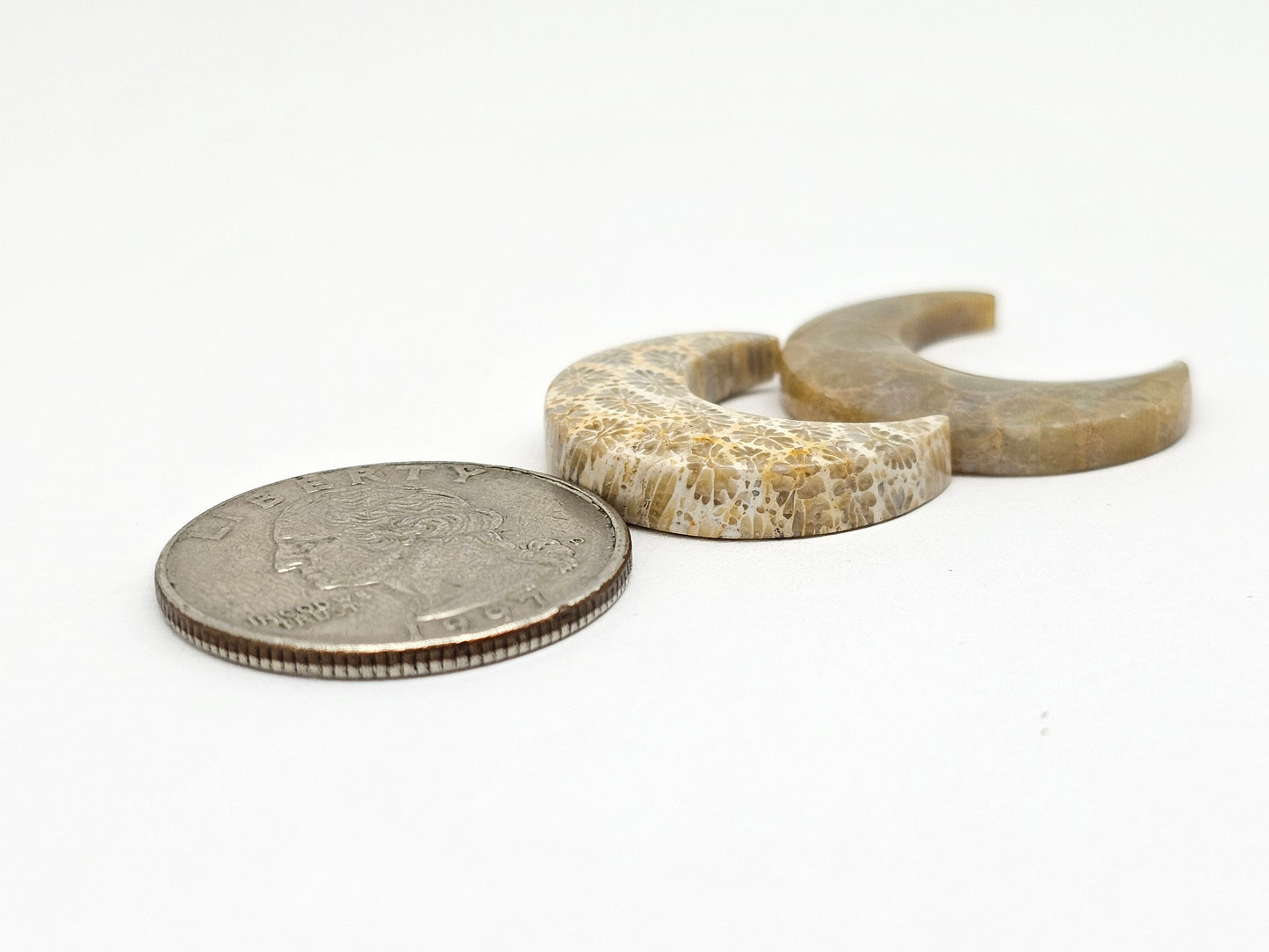 Fossilized Coral Moon Set