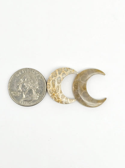 Fossilized Coral Moon Set