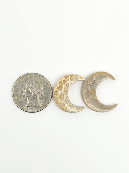 Fossilized Coral Moon Set