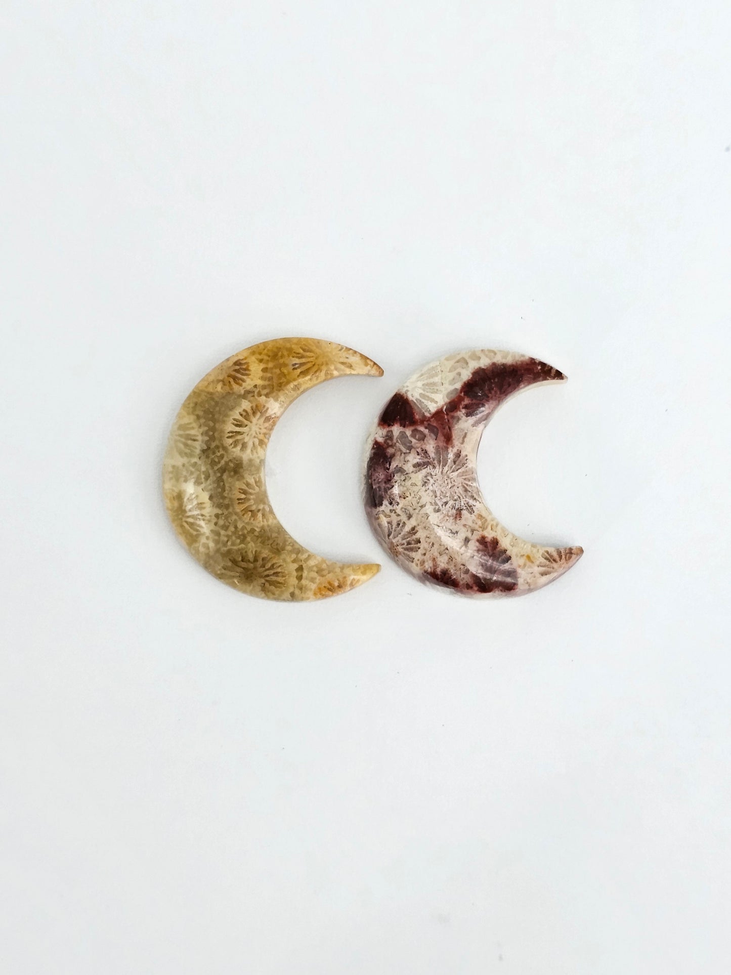 Fossilized Coral Moon Set