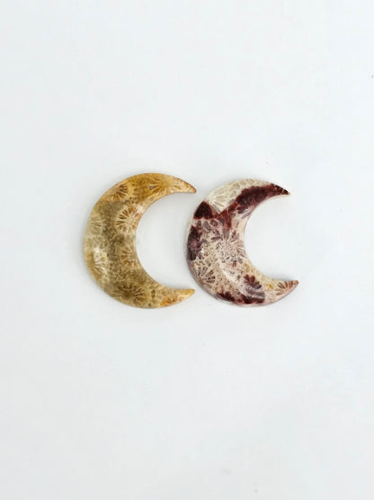Fossilized Coral Moon Set