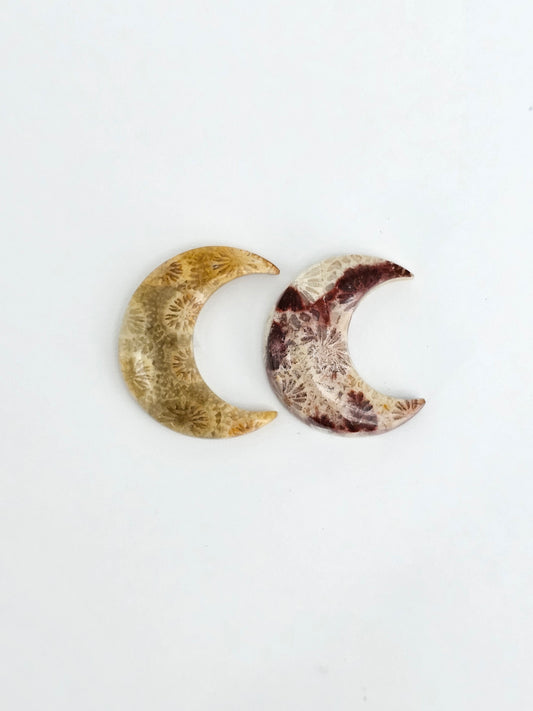 Fossilized Coral Moon Set