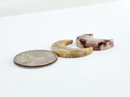 Fossilized Coral Moon Set