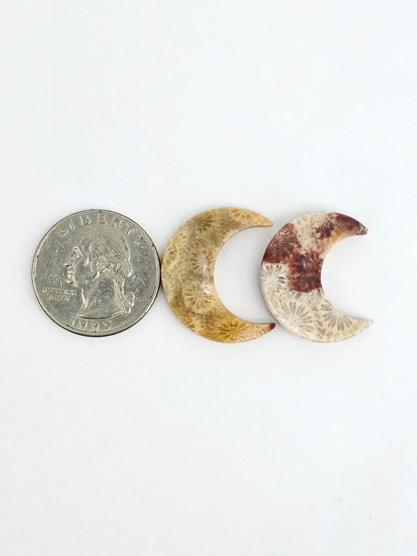Fossilized Coral Moon Set