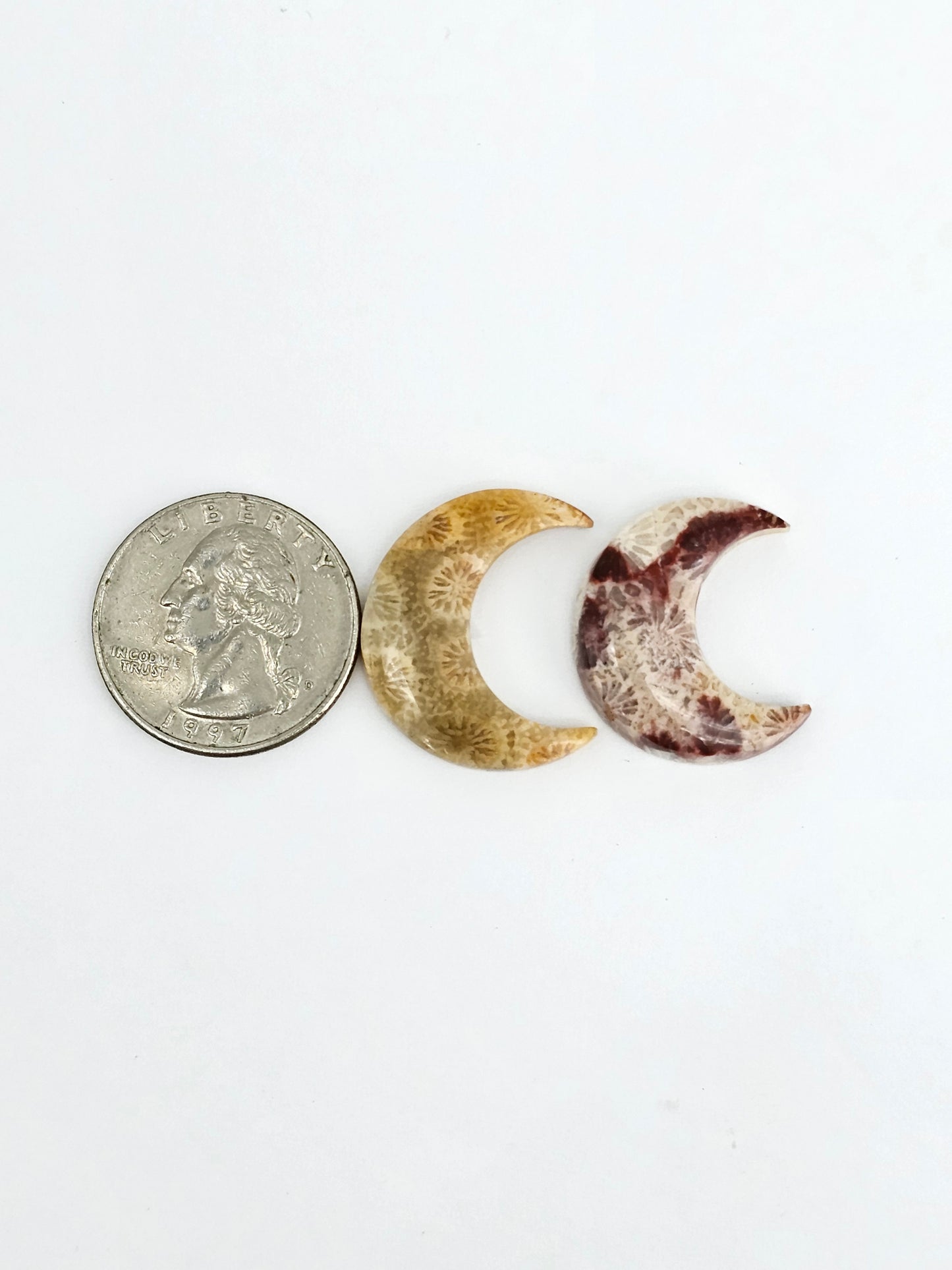 Fossilized Coral Moon Set