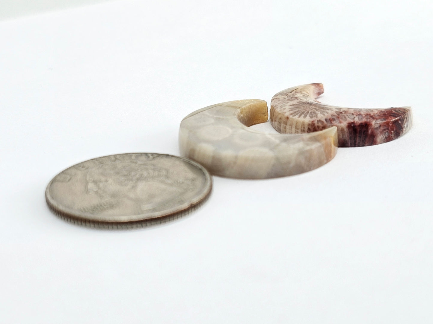 Fossilized Coral Moon Set